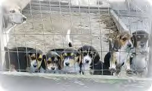 Alamo - Litter Of Pups