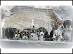 Alamo - Litter Of Pups