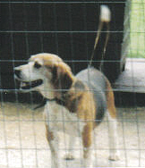 Alamo - Brown