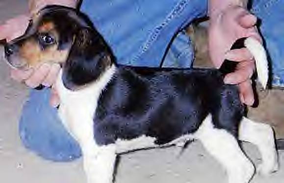 Alamo - Typical Alamo Pup