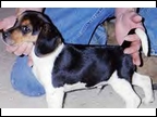 Alamo - Typical Alamo Pup