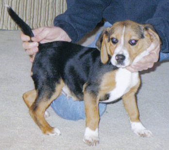 Alamo Creek Pup