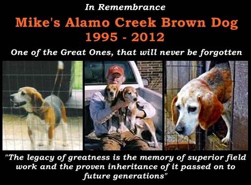 Brown Dog R.I.P.